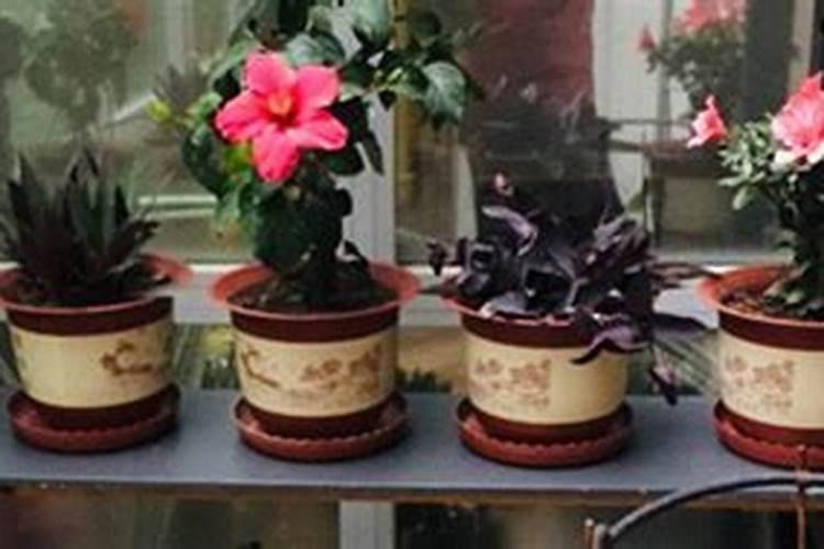 三伏天可以给月季花施土肥吗