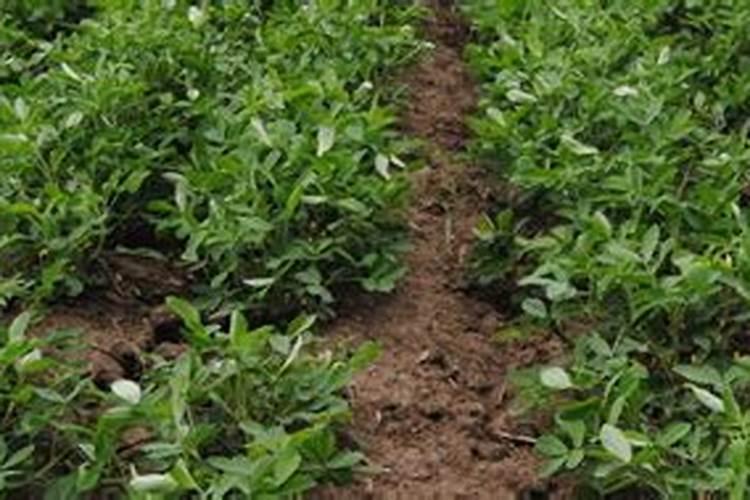 豆角出苗后的护理