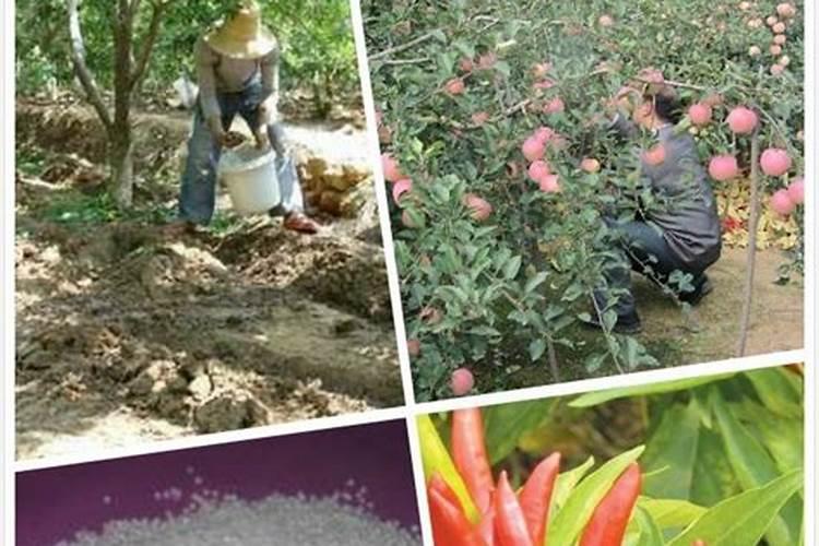 果树施硼肥怎么操作？果树施硼肥有什么用？