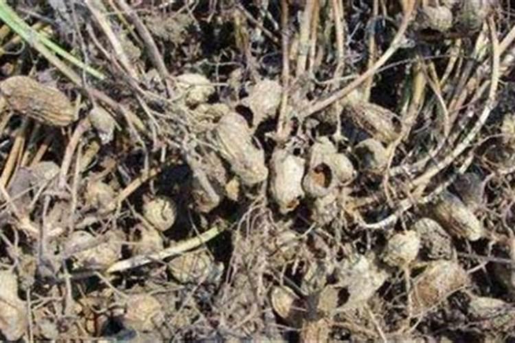 花生缺什么会造成空壳