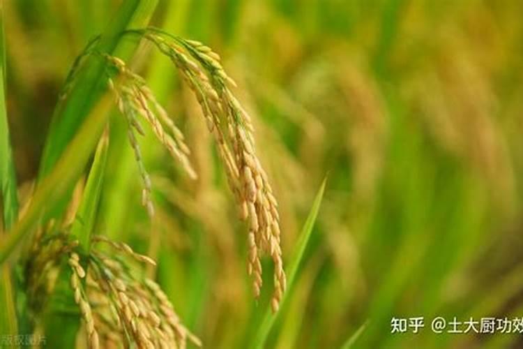 水稻用什么肥料好？