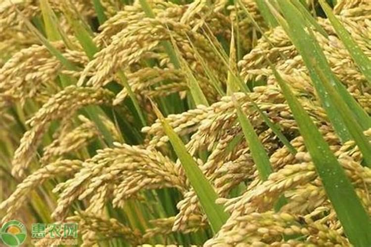 磷酸二氢钾叶面肥作用