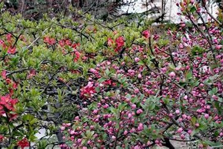 海棠花种类有哪些(海棠三个必入品种推荐)