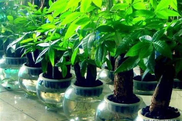 发财树怎样施肥