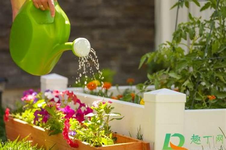 水稻移栽秧弱苗用芸苔素份量