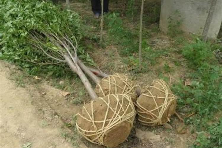 白菜移栽后如何快速缓苗