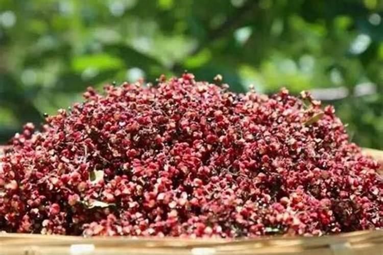 花椒树几月份施肥最佳,花椒树什么时候施肥料最好