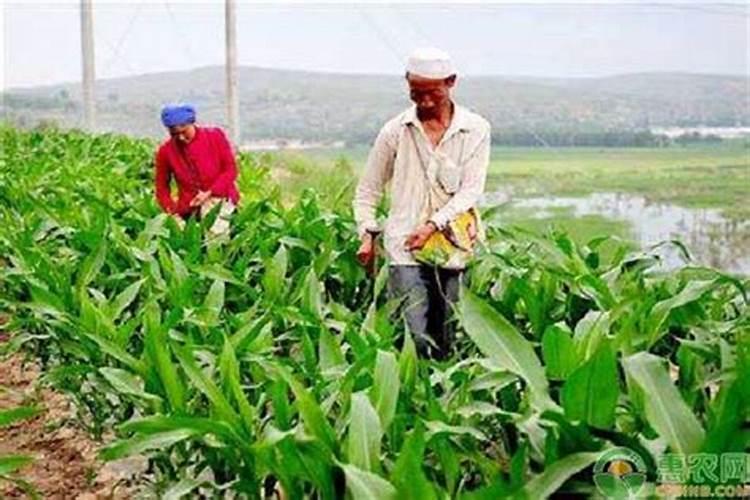 玉米适合用免追肥吗