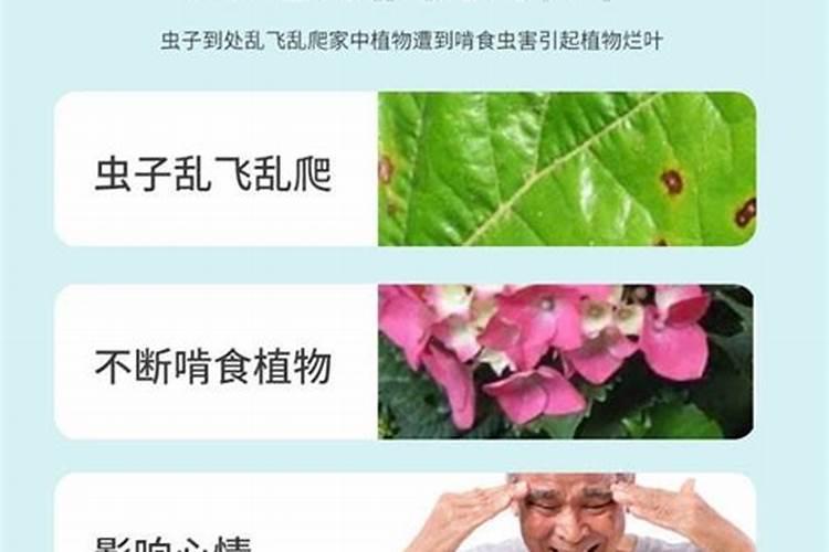 糖化硼肥片真能防虫吗