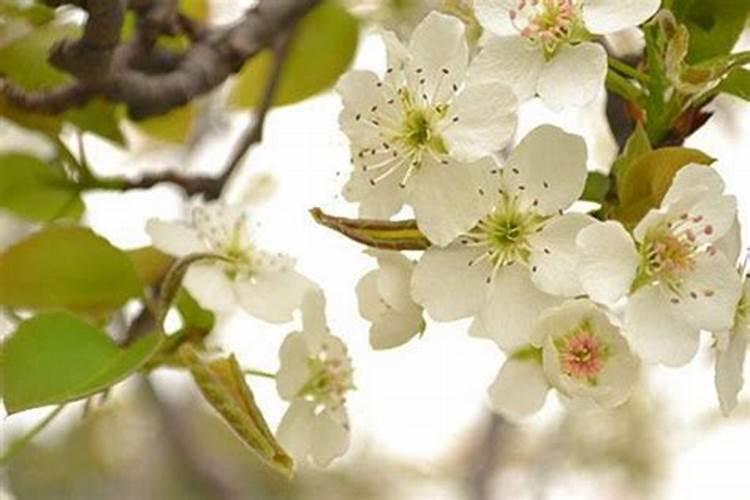 梨树施肥时间梨树什么时间施肥？