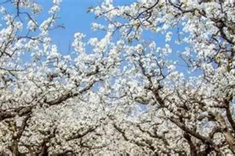 梨树用什么肥料好