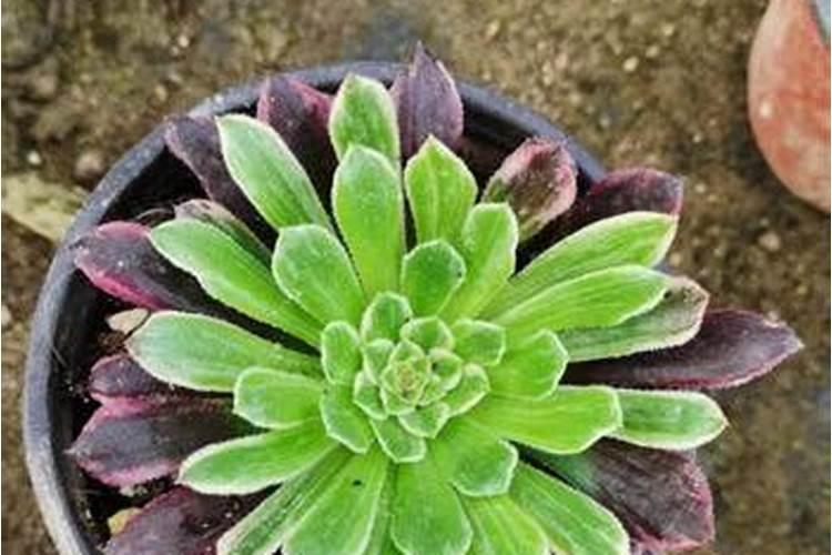 多肉法师小苗怎样养大