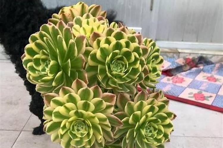 多肉法师小苗怎样养大