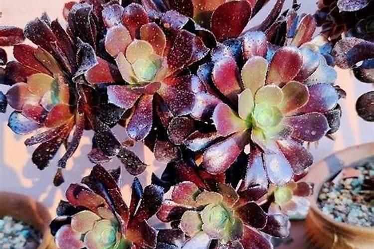 法师多肉用什么土养好活