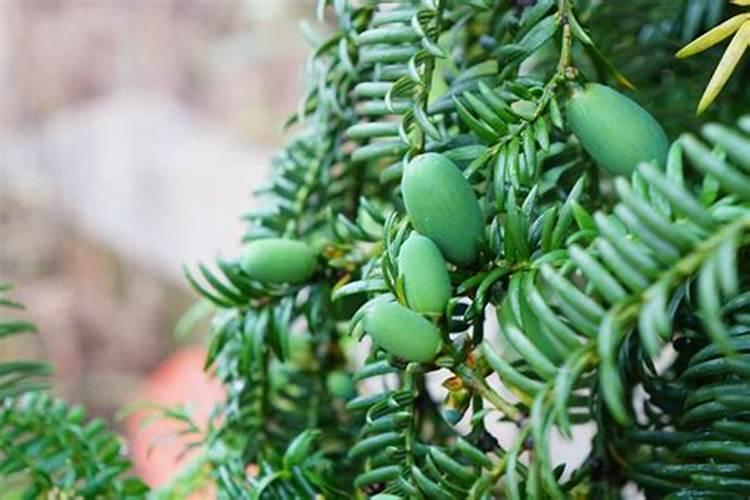 香榧该怎么施肥