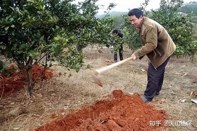 氮肥一天中什么时候施最好