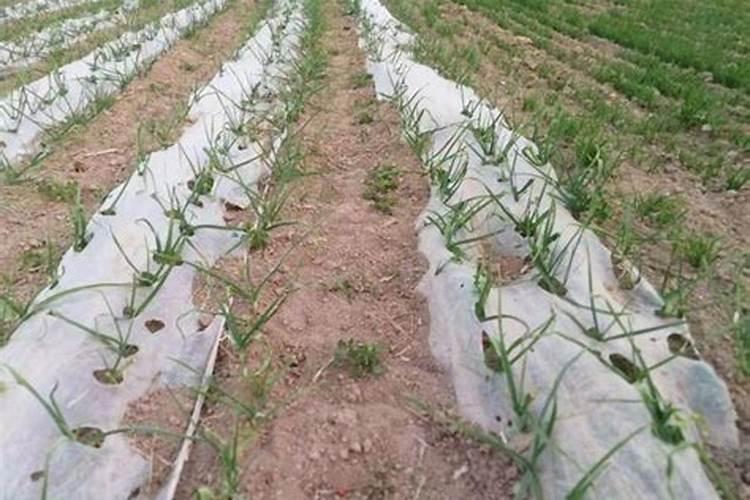 大蒜什么时候浇水施肥 大蒜浇水施肥的管理方法