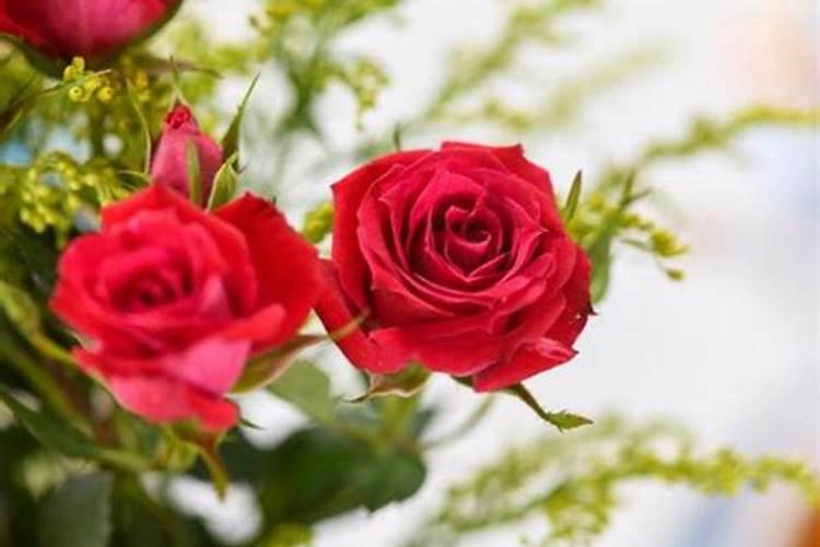 怎么养玫瑰花