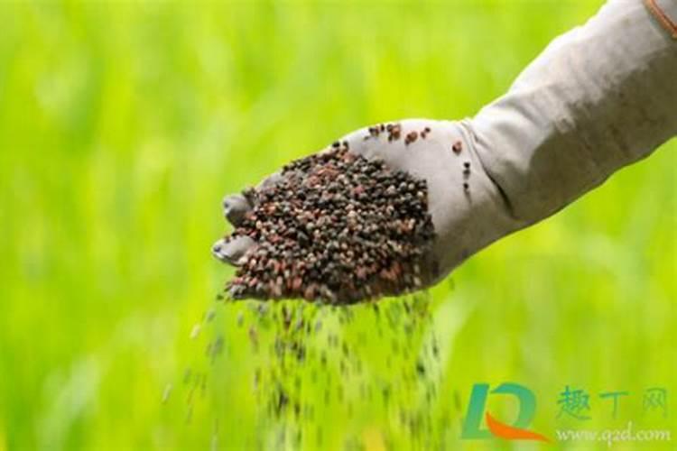 大白菜施肥用什么肥好