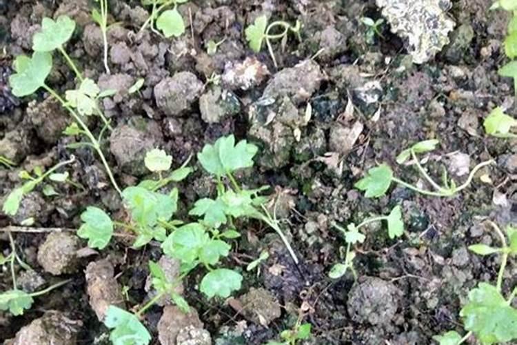 芹菜专用肥是什么肥料？芹菜打什么叶面肥长的快？