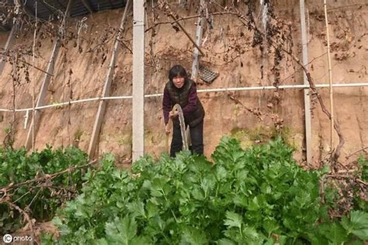 芹菜怎么施肥？增产叶面肥有哪些？用昆仑风营养套餐