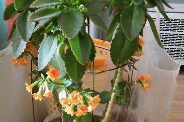 长寿花施肥方法