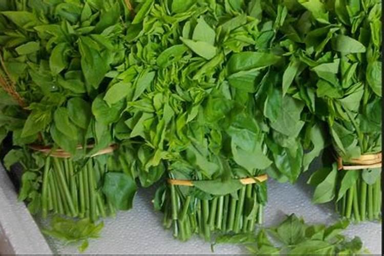 甜菜地中后期了打什么叶面肥