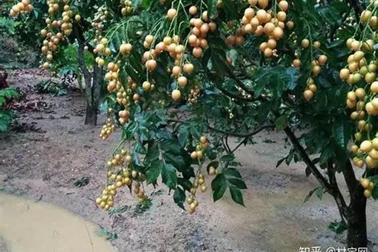 黄皮果怎么扦插 黄皮果的扦插时间和方法技巧