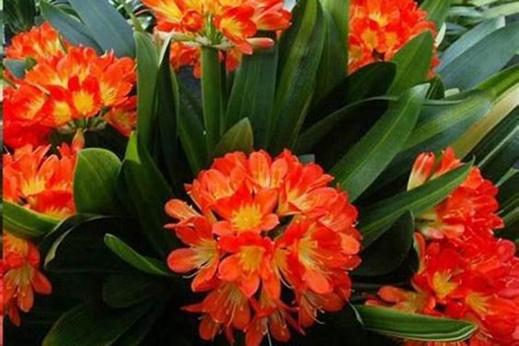 君子兰施肥时间