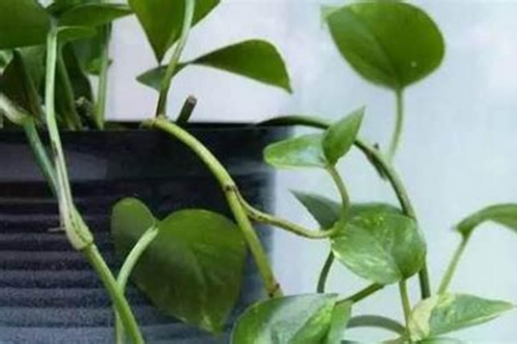 大叶绿萝怎么施肥