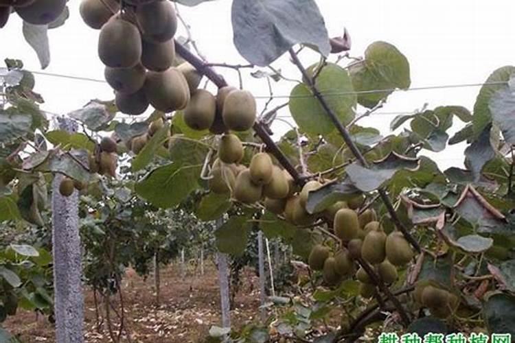 猕猴桃挂果后施什么肥料 猕猴桃如何施肥