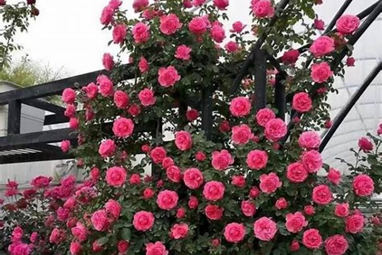 立夏后是农作物病虫害高发期,该怎么进行虫害防治？