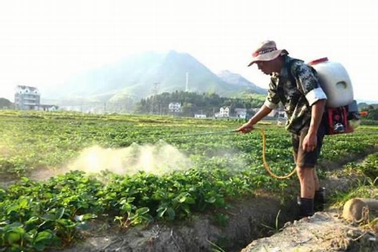 茉莉花花期可以喷洒叶面肥和防止虫害的药吗