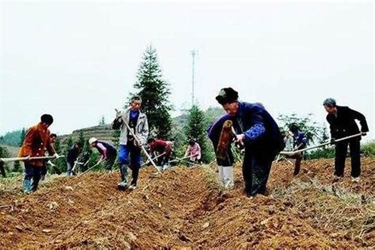 种菜胡用什么地肥最好