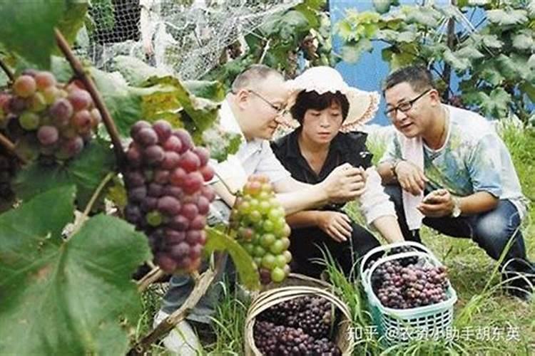 高温天气葡萄叶片喷什么能保护好