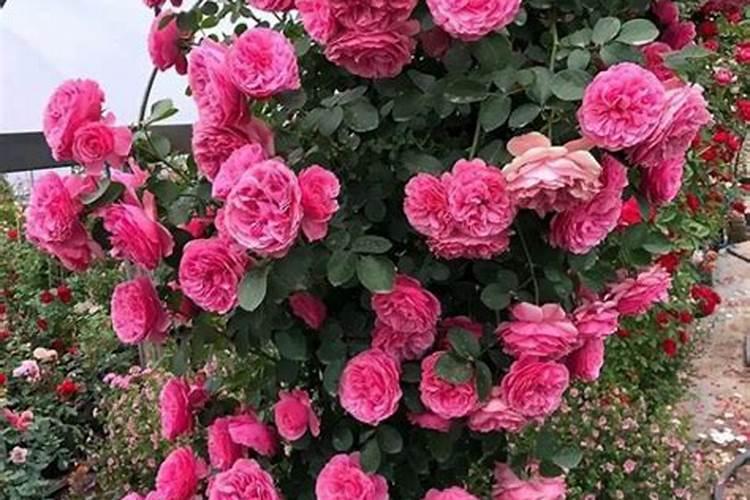 月季花怎么养护和施肥