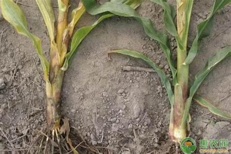 水产氯化钾可以晚上用吗