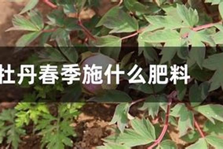 洋牡丹开花后怎么处理