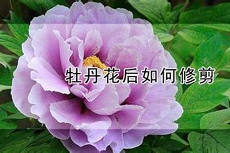 盆栽洋牡丹怎么养,养护时的注意事项