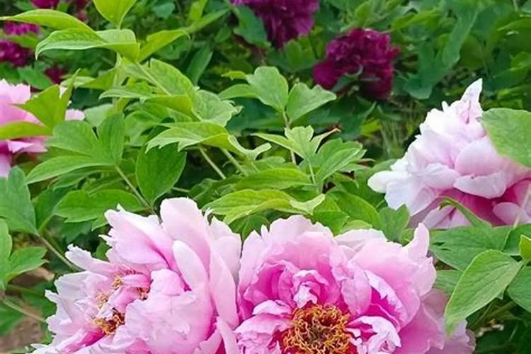洋牡丹种植方法和注意事项