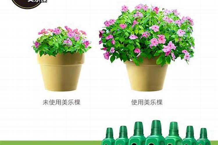 花多多1号和奥绿5号对月季有什么作用？