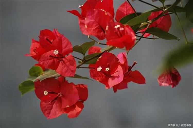 三角梅上什么肥爱开花