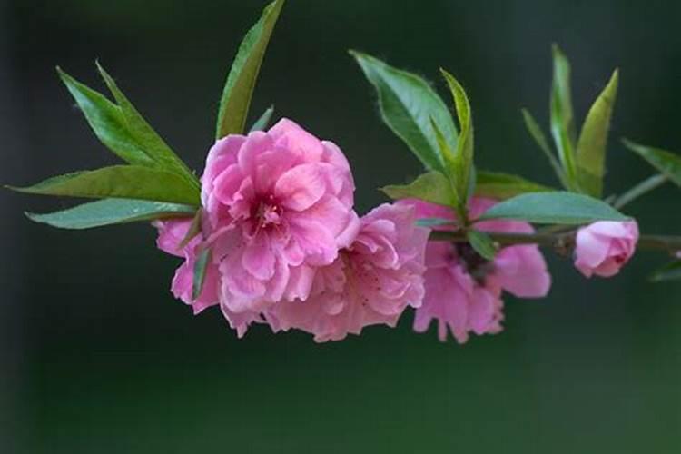 碧桃怎么养？知道了这些碧桃会长的更旺盛!