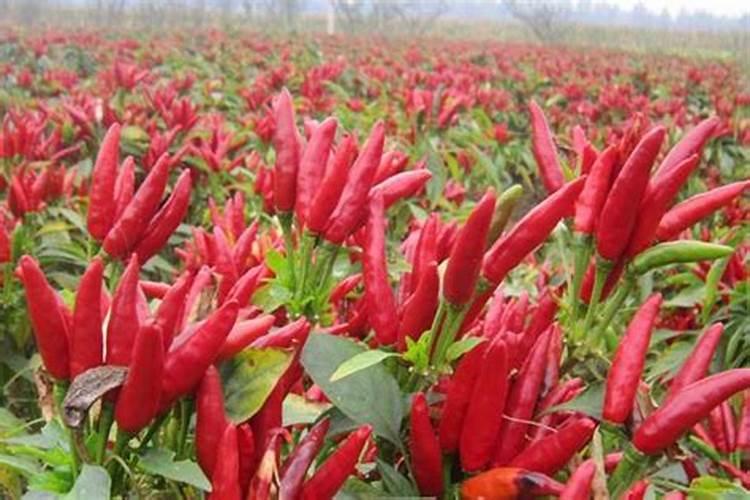 大棚辣椒哪些肥料不可混用？ 大棚辣椒用什么肥料