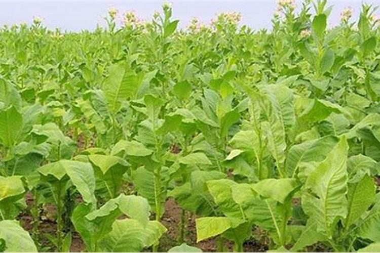 烟草种植需要什么肥料