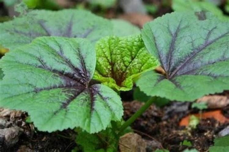 绿叶蔬菜不需要钾肥吗