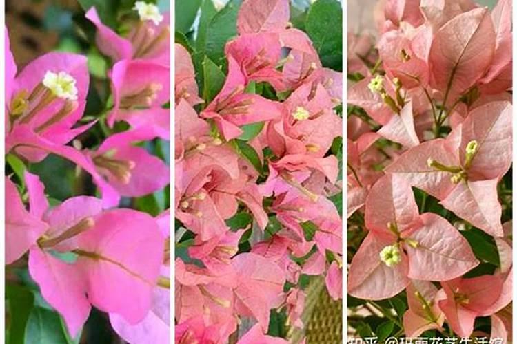 三角梅用什么肥料养最好