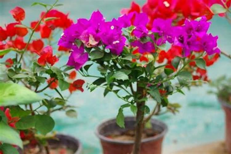 三角梅发芽后施什么肥