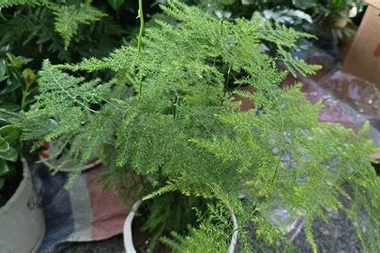 文竹怎么施肥,文竹施什么肥料好/氮肥为主