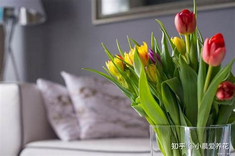 郁金香怎么施肥